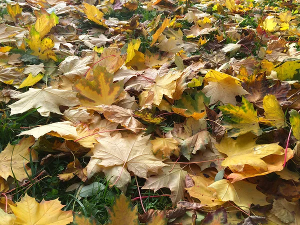 Herfst bladeren achtergrond — Stockfoto