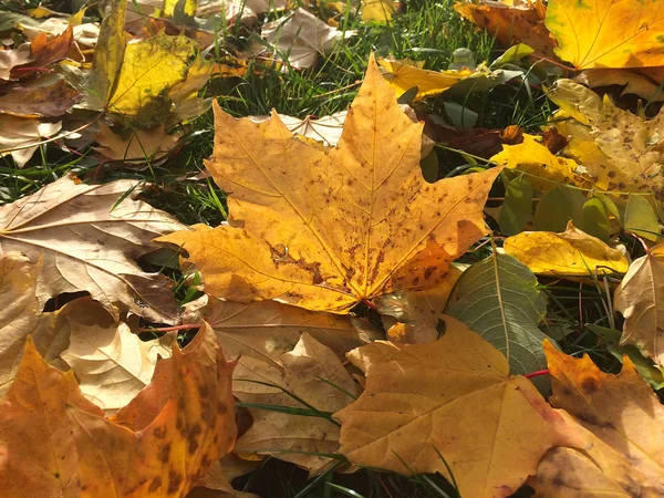 Žluté podzimní listy pozadí Stock Obrázky