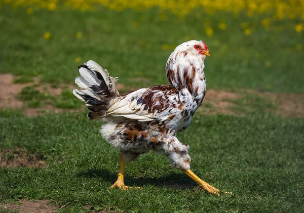 Курица, гуляющая во дворе — стоковое фото