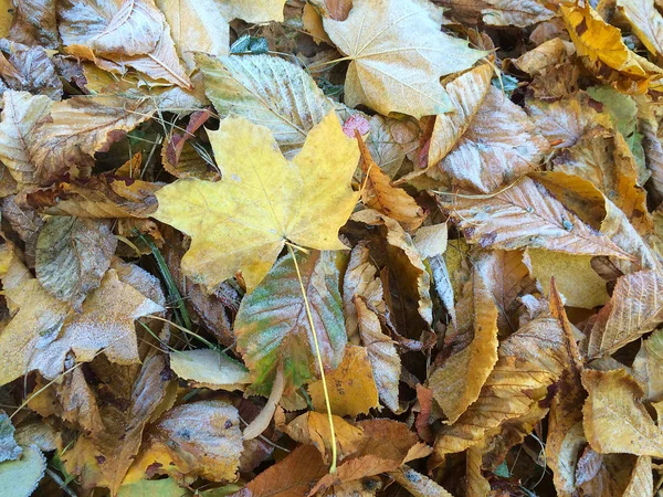 Podzimní listí s mrazem Stock Obrázky
