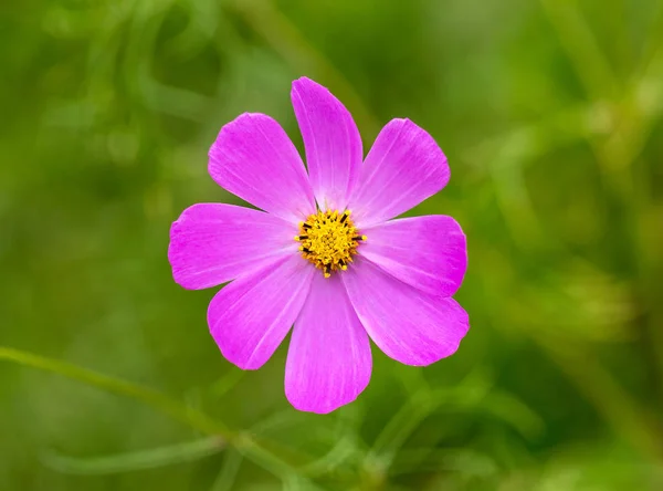 Cosmea růžový květ — Stock fotografie