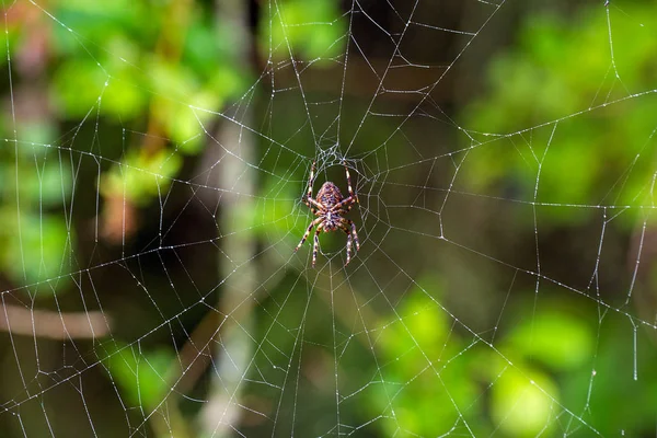 Spider sitting on a cobweb — Stock Image Spider sitting on a cobweb Stock Picture