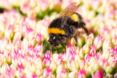 Bumblebee pollinating çiçekler