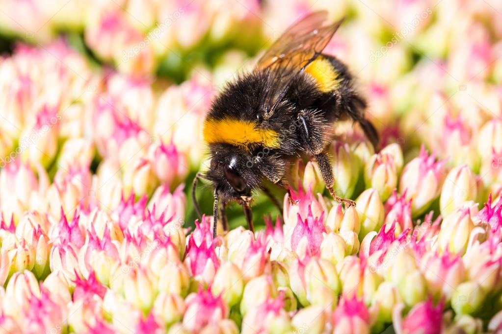 bumblebee pollinating flowers