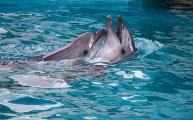 iki yunuslarla beraber Yüzme