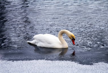 Yalnız kuğu nehirde Yüzme