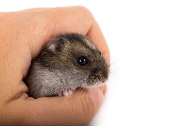 elinde küçük hamster