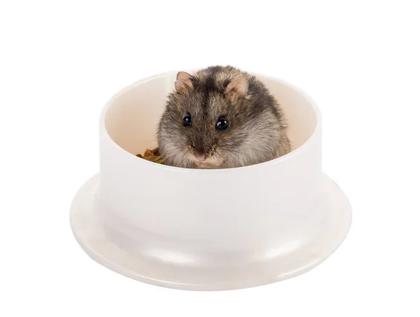 Little gray hamster sitting in his bowl with food — Stock Photo, Image