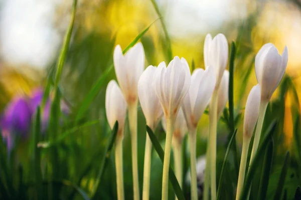 Blooming white crocus — Stock Photo, Image