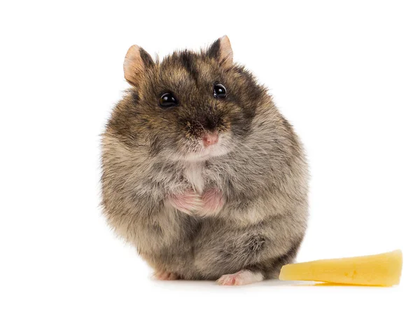 Little gray hamster with peace of cheese — Stock Photo, Image