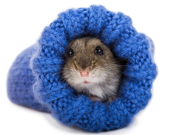 Lite grå hamster sitter i stickad socka — Stockfoto