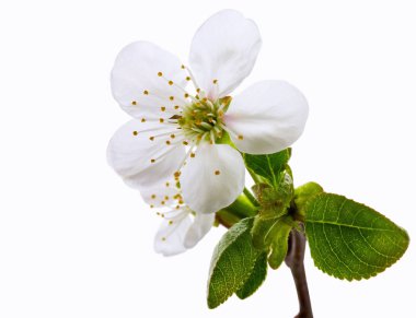 çiçeklenme kiraz ağacı dalı