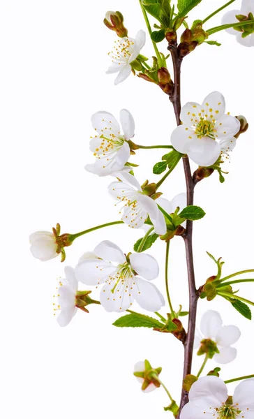 Kvetoucí třešeň větev Stock Snímky