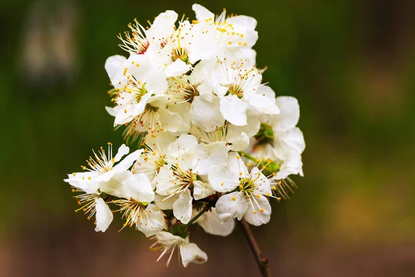Kvetoucí větev švestkového stromu Royalty Free Stock Obrázky