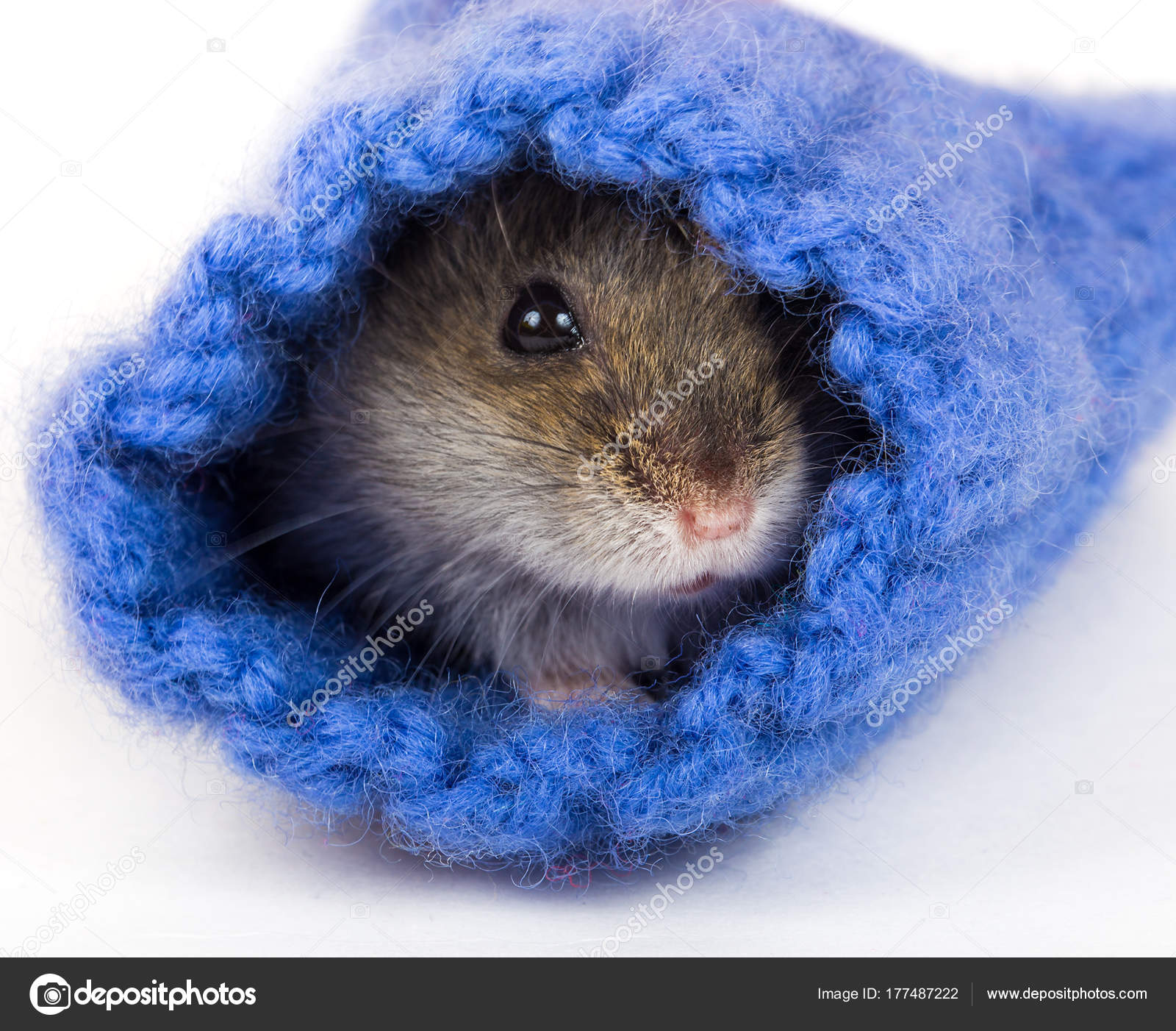 Hamster hotsell in sock