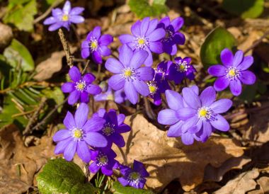 Mantarı, ilk bahar çiçekleri