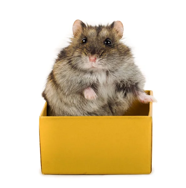 Cute gray hamster sitting in box — Stock Photo, Image