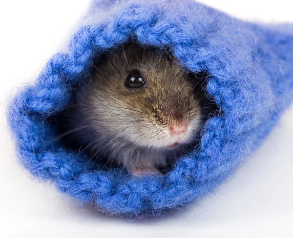 Cute gray hamster hiding in sock — Stock Photo, Image