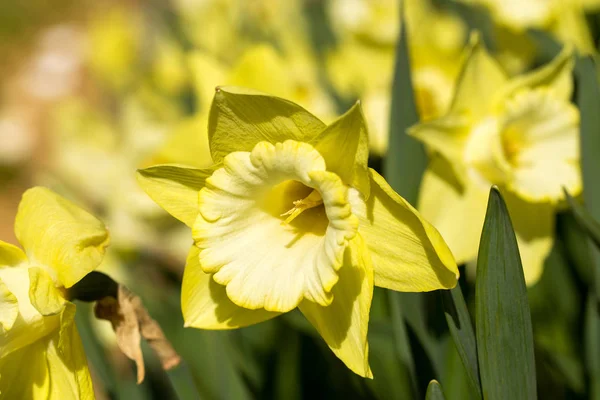 Narciso amarillo de primer plano — Foto de Stock