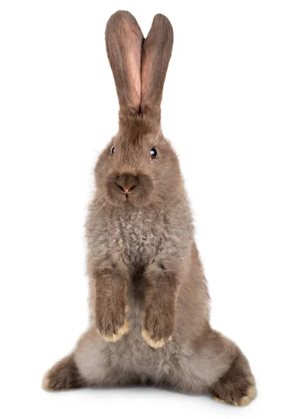 Arka ayakları üzerinde duran tavşan — Stok fotoğraf