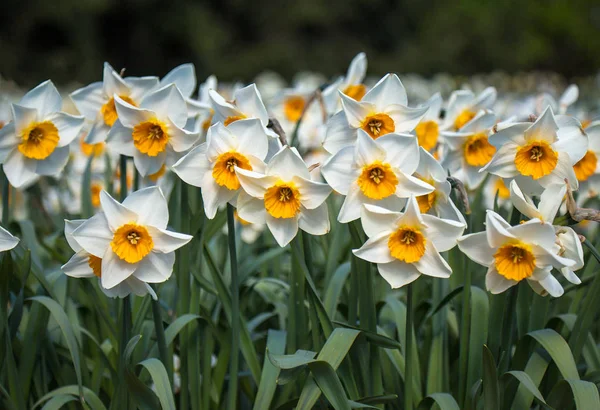Campo narciso blanco floreciente —  Fotos de Stock