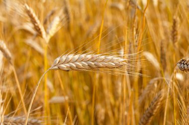 Tarlada çavdar ekmeği