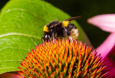 Bumblebee pollinating echinacea flower clipart