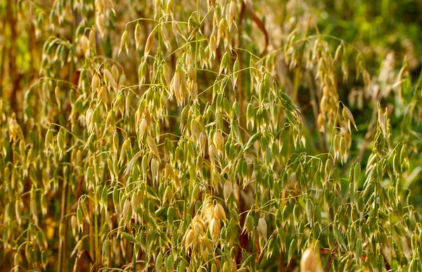 Pabrik oat di lapangan — Stok Foto