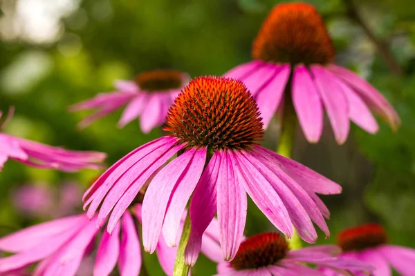 Echinacea blommor — Stockfoto