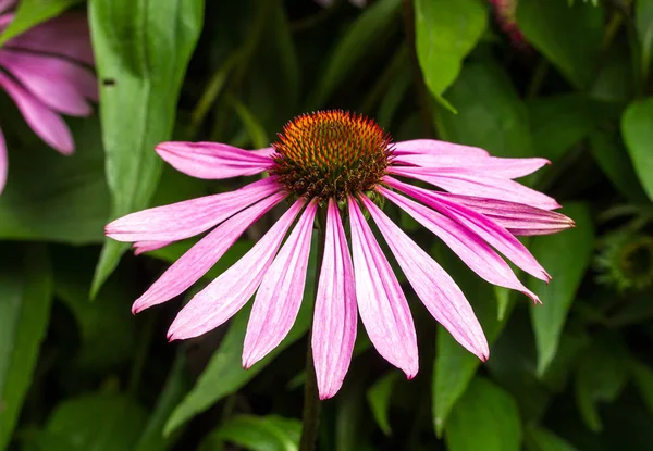 Kwiat pojedynczy echinacea — Zdjęcie stockowe