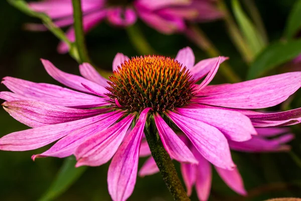 Enda echinacea blomma — Stockfoto