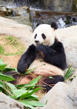 Dev panda bambu yaprakları yiyor.