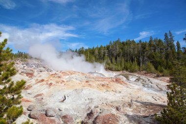 Norris gayzer havzası Yellowstone Ulusal Parkı, ABD