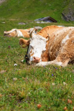 Alplerdeki İsviçre ineği. Grindelwald, Jungfrau bölgesi, Cantone Bern, İsviçre