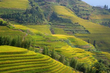 Longsheng Rice Terasları (Dragon 's Backbone) Çin' in Guilin şehrinden yaklaşık 100 km (62 mi) uzaklıkta, Longsheng County 'de bulunmaktadır.