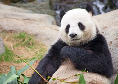 Dev panda bambu yaprakları yiyor.