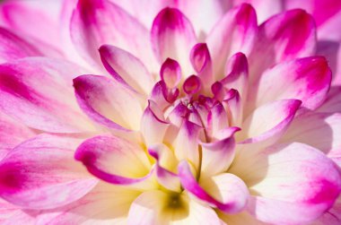 Sabah çiğ damlaları ile renkli yıldız çiçeği