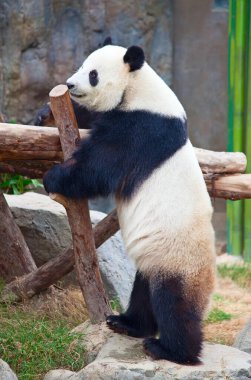 Dev panda bambu yaprakları yiyor.