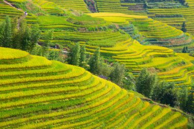 Longsheng Rice Terasları (Dragon 's Backbone) Çin' in Guilin şehrinden yaklaşık 100 km (62 mi) uzaklıkta, Longsheng County 'de bulunmaktadır.