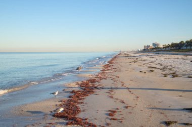 Tampa, Florida, ABD yakınlarında Meksika Körfezi kıyısı.