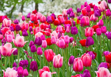 Bahar bahçesinde taze açan laleler