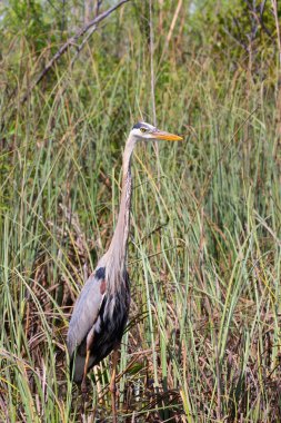 Everglades Ulusal Parkı 'nda saklanan büyük gri balıkçıl.