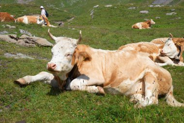 Alplerdeki İsviçre ineği. Grindelwald, Jungfrau bölgesi, Cantone Bern, İsviçre