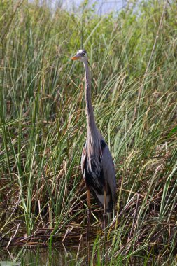 Everglades Ulusal Parkı 'nda saklanan büyük gri balıkçıl.
