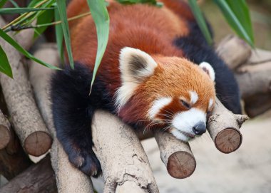 Kırmızı panda (ateş tilkisi) ağaçta uyuyor.