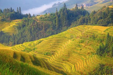 Longsheng Rice Terasları (Dragon 's Backbone) Çin' in Guilin şehrinden yaklaşık 100 km (62 mi) uzaklıkta, Longsheng County 'de bulunmaktadır.