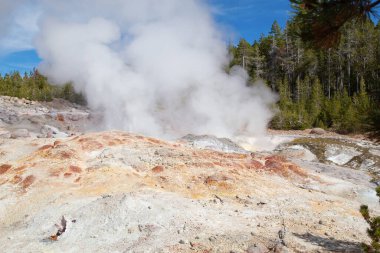Norris gayzer havzası Yellowstone Ulusal Parkı, ABD
