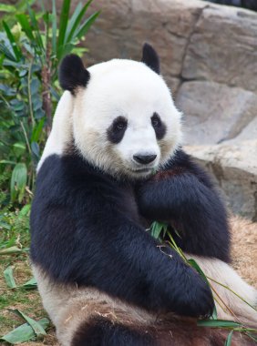 Dev panda bambu yaprakları yiyor.