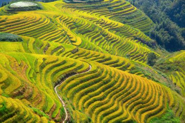 Longsheng Rice Terasları (Dragon 's Backbone) Çin' in Guilin şehrinden yaklaşık 100 km (62 mi) uzaklıkta, Longsheng County 'de bulunmaktadır.