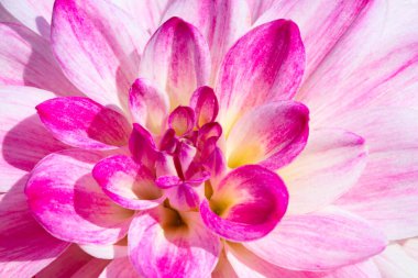 Sabah çiğ damlaları ile renkli yıldız çiçeği